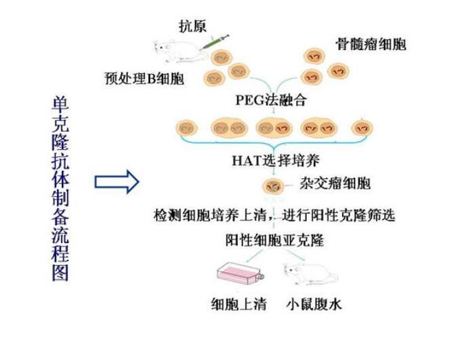 仪器交易网 公司 上海樊克生物科技  本公司产品仅用于科研
